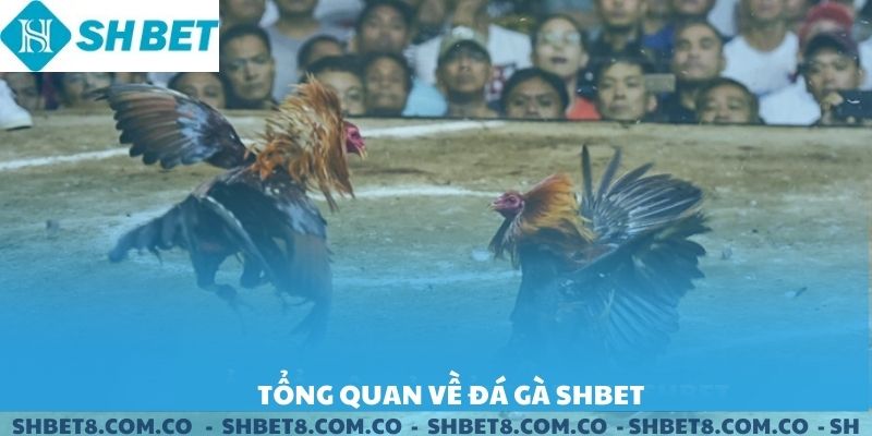 Tổng quan về đá gà SHBET.