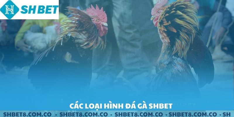 Các loại hình đá gà SHBET.