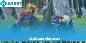 Đá Gà Chọi Đòn SHBET.