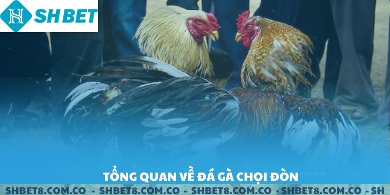 Tổng quan về đá gà chọi đòn SHBET.