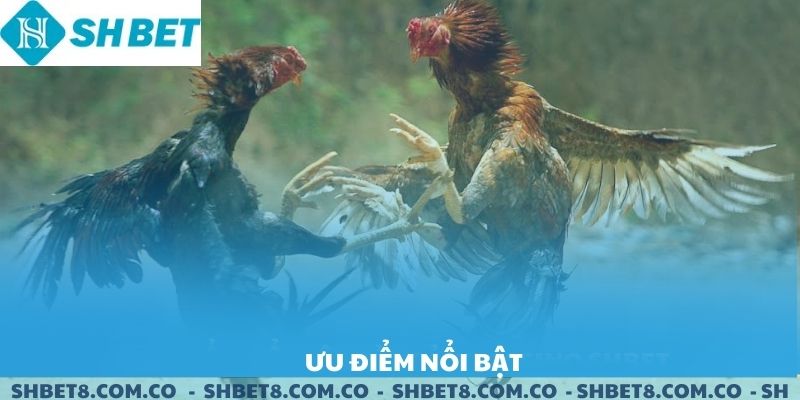 Ưu điểm nổi bật của đá gà chọi đòn SHBET.