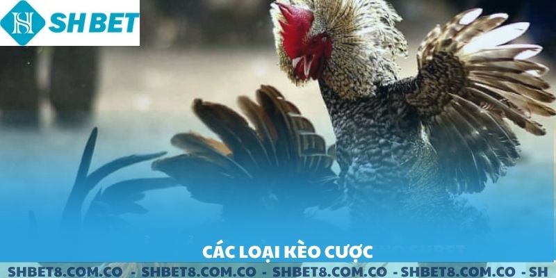 Các loại kèo đá gà chọi đòn SHBET.
