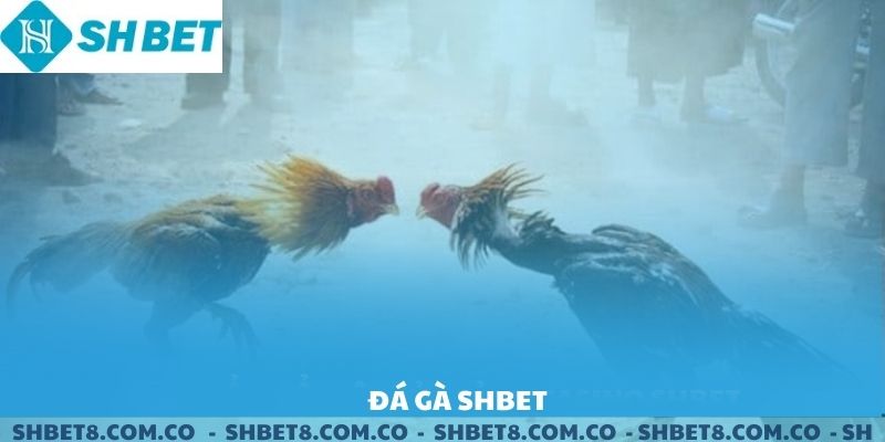 Đá Gà SHBET – Trải Nghiệm Đỉnh Cao Kịch Tính 2025
